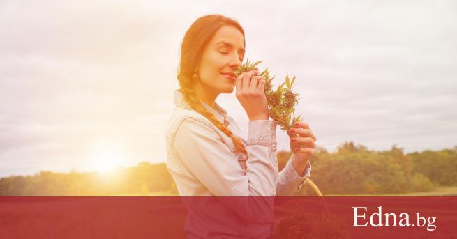 Еньовден Яневден Иванден Драгийка е български празник със стар произход Отбелязва
