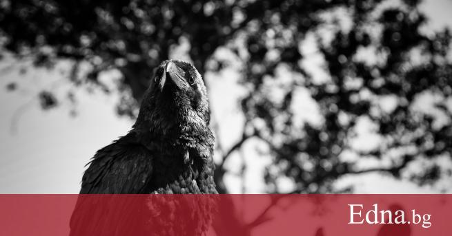 Едно поверие гласи че от гарваните в Кулата на Лондон зависи