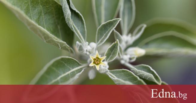 В Аюрведа древната индийска система за природно лечение ашваганда