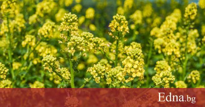 Билката синап е едногодишно тревисто растение което се среща в