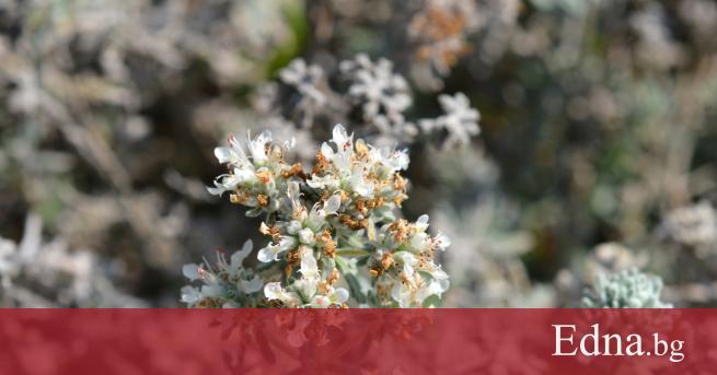 Билката бяло подъбиче е разпространено по сухи и тревисти места