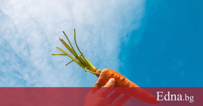Морковите зареждат организма с енергия, здраве и красота. Още поетите