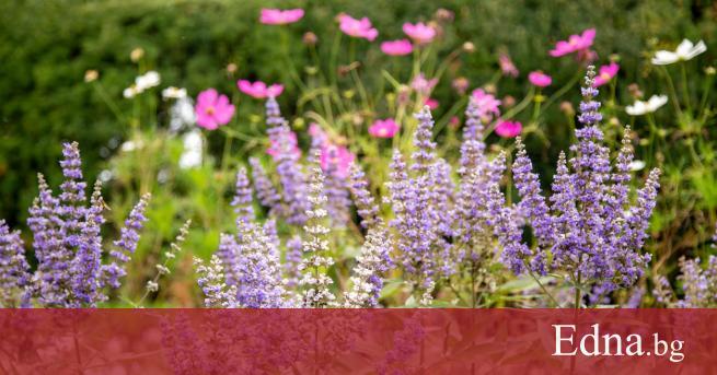 Витекс е билка към която прибягват все повече жени които