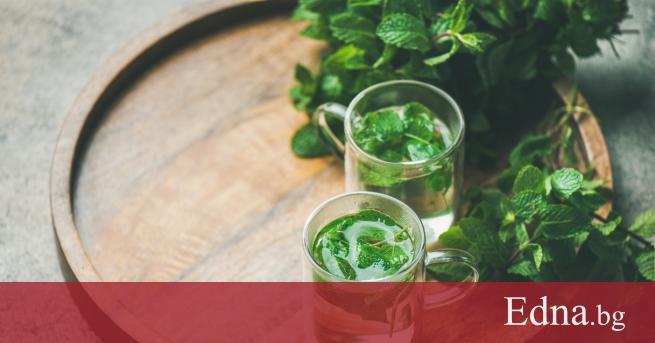 Ментата не е само съставка в дъвките Тази билка е хибрид