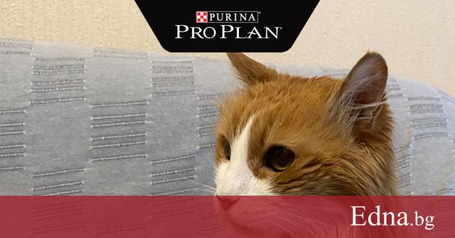 20 годишният котарак Мишо спечели първия по рода си конкурс търсещ