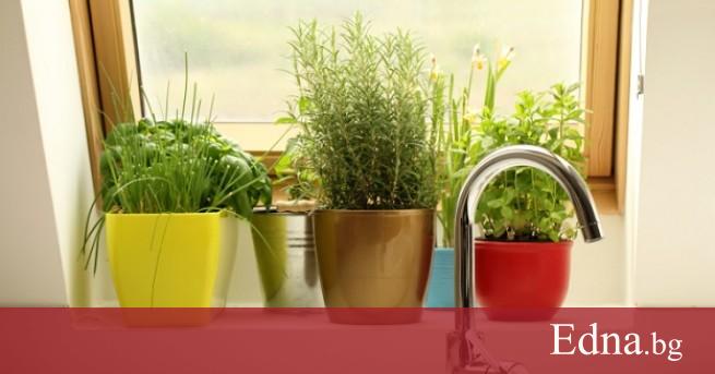 Отглеждане на билки у дома е забавно здравословно и може