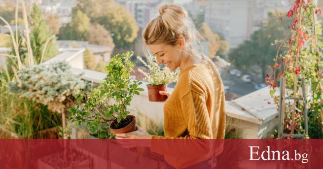 Цяла седмица ни очаква истинска пролет предава Николай Василковски за