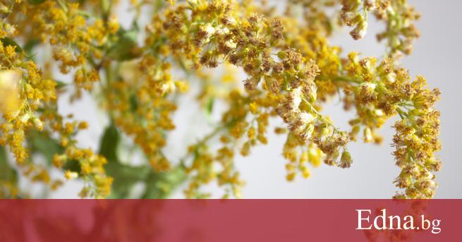Билката златна пръчица представлява многогодишно тревисто растение У нас тя