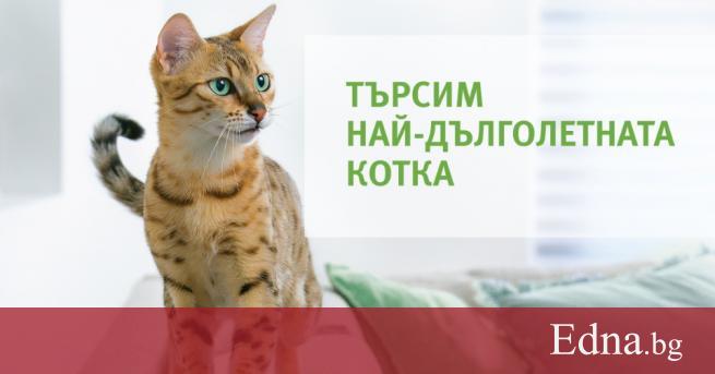 Казват че хората си взимат кучета а котките си взимат