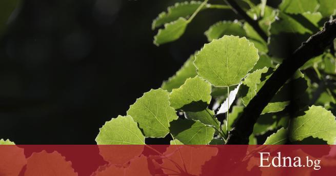 Наричат билката трепетлика заместител на аспирина тъй като в кората