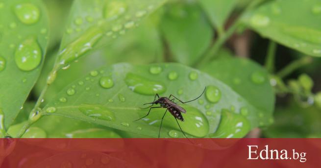 С любимия ни сезон идва и най непоносимата напаст комарите