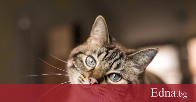 По случай днешния Международен ден на котката британският в Дейли