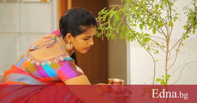 Тулси или така нареченият райски босилек е един от характерните