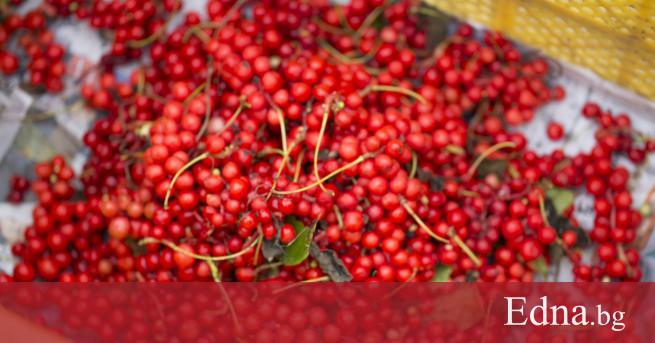 Шизандра e сред най популярните тонизиращи билки в Азия Често тя