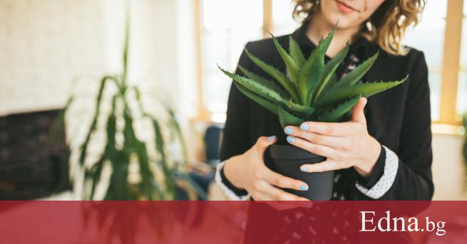 Ние вярваме че растенията са много повече от обикновена домашна