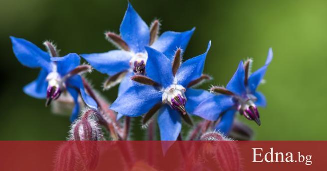 Наричат билката пореч лечебна краставица тъй като листата ѝ са