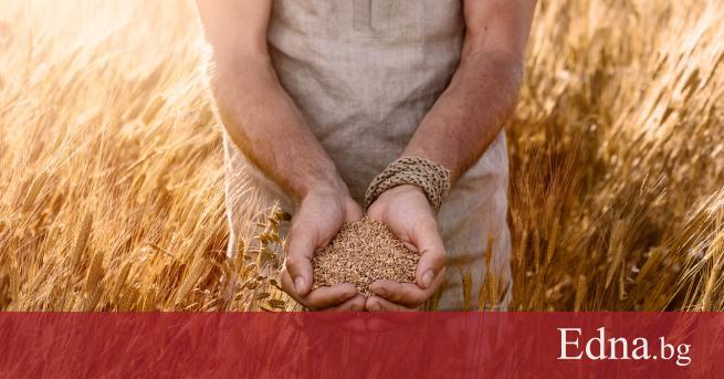 Днес лимецът набира все по голяма популярност и не само заради вкусовите си