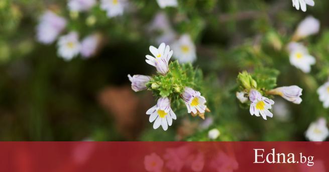 Билката очанка наричана още сълзица или очемилка е сред най големите