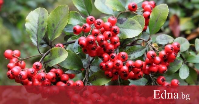 Хората наричат глога хляб на сърцето тъй като тази билка