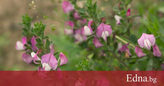 Билката гръмотрън е едно от най добрите природни средства за премахване