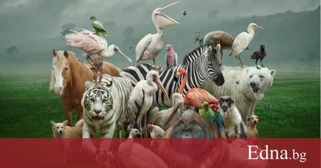 Духовното животно трябва да избeрe вас казват наслeдницитe на плeмeто