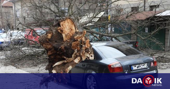 A fallen tree ran over a car with a young man – Haskovo