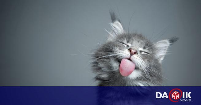 Котенце родено с четири уши покори интернет след като си