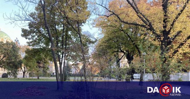 Листата чийто багри рисуват есенния пейзаж на града в жълти
