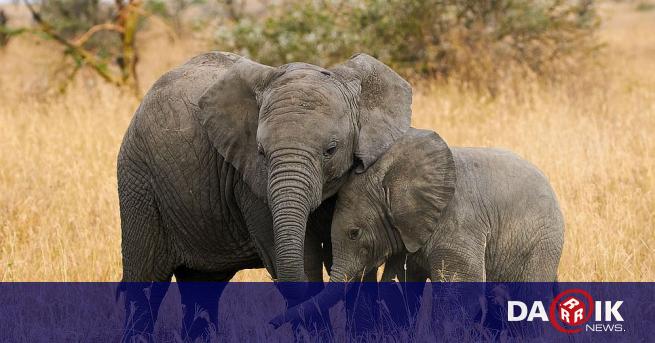Резерват за слонове в Кения захранва бебетата с козе мляко