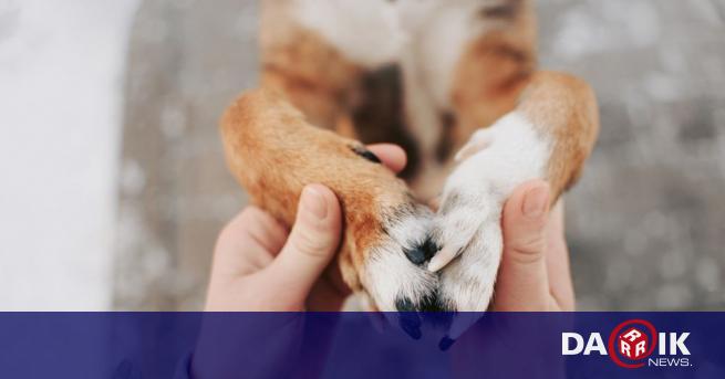 Лавинообразно расте броят на изоставените кучета във Варна заяви Елена
