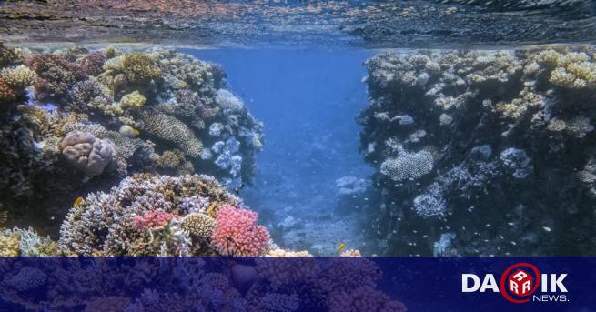 Кораловите рифове в западната част на Индийския океан за изложени на