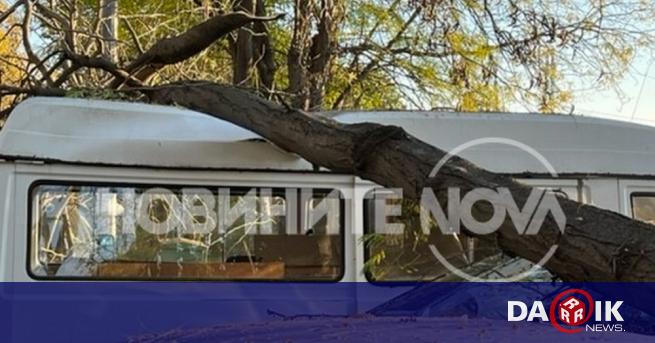 Огромен клон от дърво падна върху пет коли в Бургас