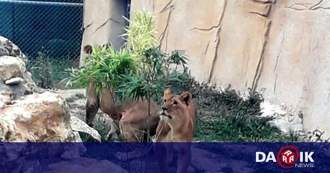 Лъвчетата Симба и Косара вече са в новото си местообитание
