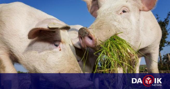 Огнище на Африканска чума по свинете е открито в свинеферма