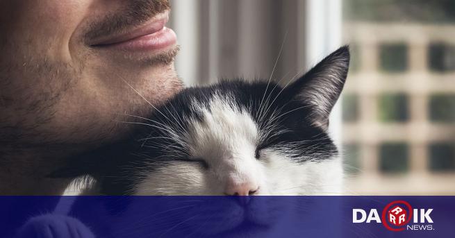 Американски учени са установили че котките могат да бъдат също