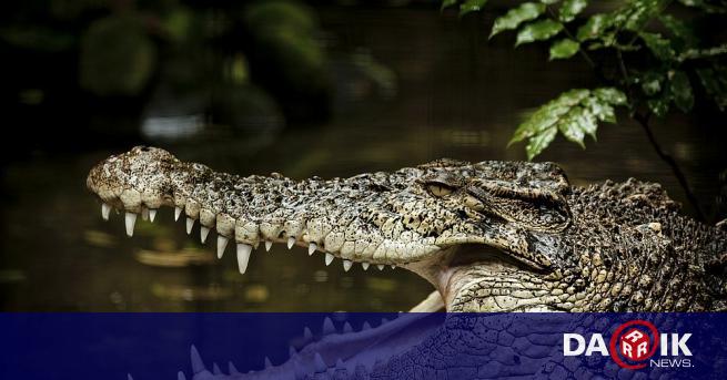 Крокодил в Керала, Индия, заживя с монаси, с които прекара