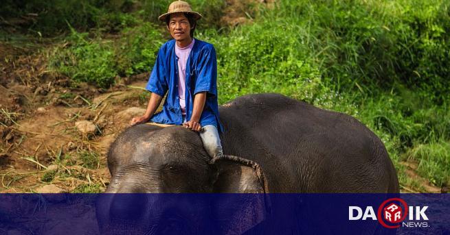 Работещите слонове в Тайланд често водят доста мизерен начин на