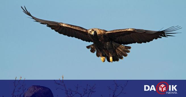 Царски орел ранен в България и пуснат на свобода след