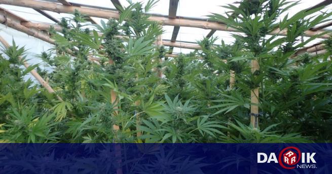 Иззеха близо 30 400 кг марихуана и 150 растения от рода