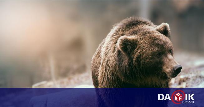 Close Call at Stara Zagora Zoo: Bear Almost Eats Visitor’s Phone