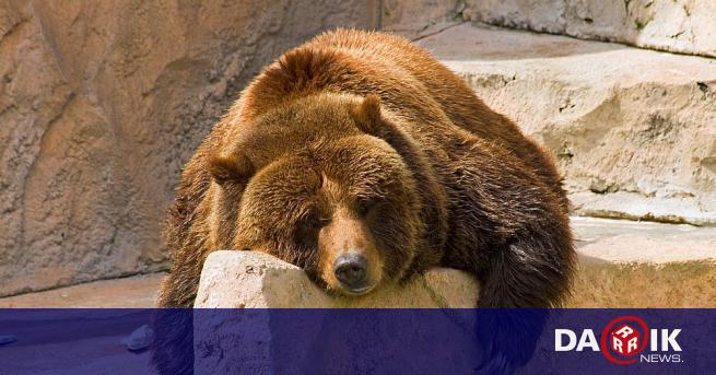 В Софийския зоопарк живеят три кафяви мечки - евроазиатските мечки