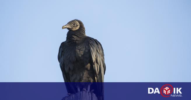 Двойка черни лешояди ще бъдат отглеждани в Софийския зоопарк за