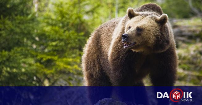 Кафявият мечок Отис се утвърди като най тежък сред събратята си