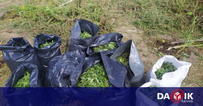 Иззеха над 80 кг канабис във Великотърновско след спецакции съобщиха