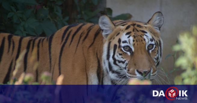Един от най новите обичатели на Зоологическа градина София е сибирската тигрица