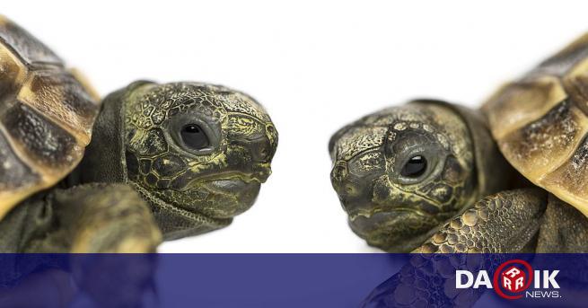 Специалистите в Центъра за рехабилитация и размножаване на сухоземни костенурки