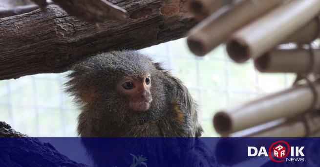Двойката мармозетки-джуджета в сектор Примати“ на Столичния зоопарк си имат