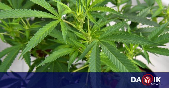 Иззеха над 6 кг марихуана в Хасково съобщиха от полицията