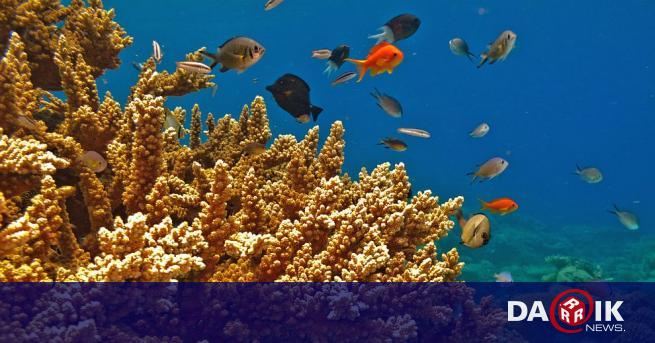 Коралите в Големия бариерен риф се размножават и той избухна