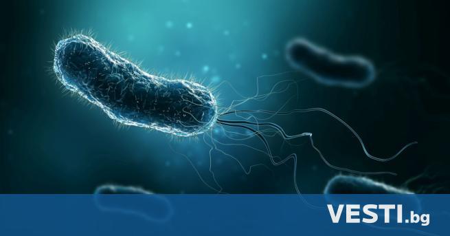 Научно изследване показа как бактериите се връщат към живота съобщава